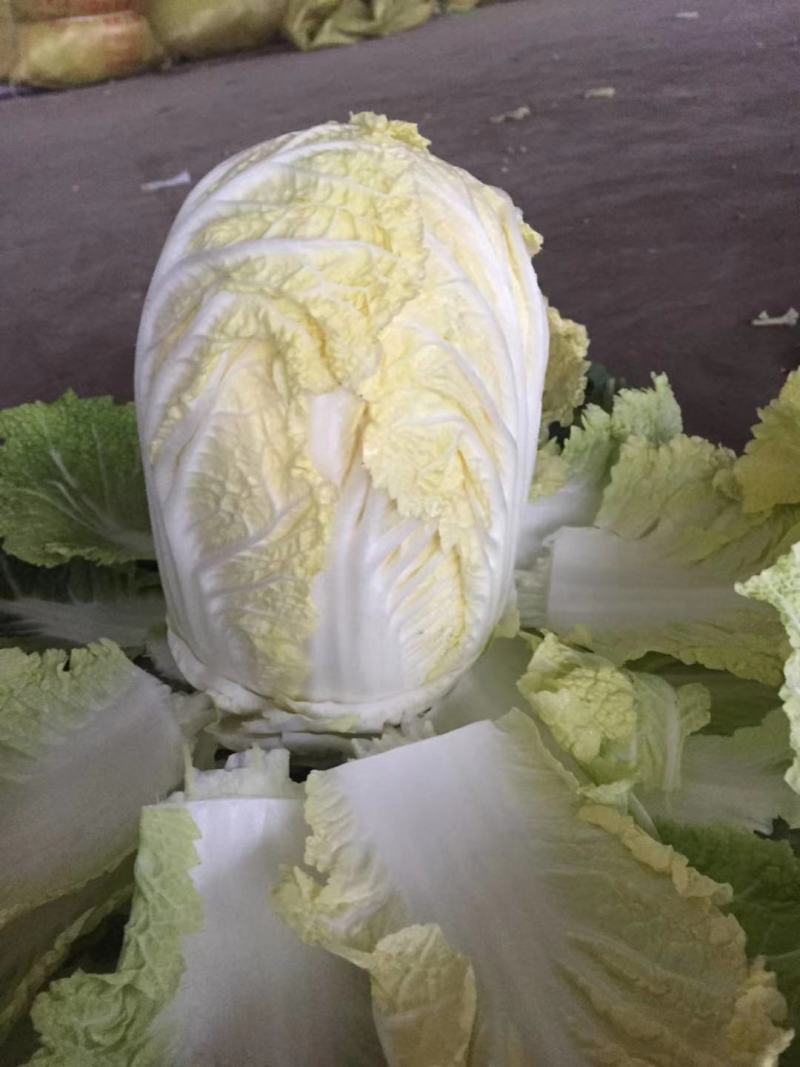 定西高原夏菜