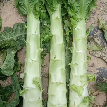 定西高原夏菜