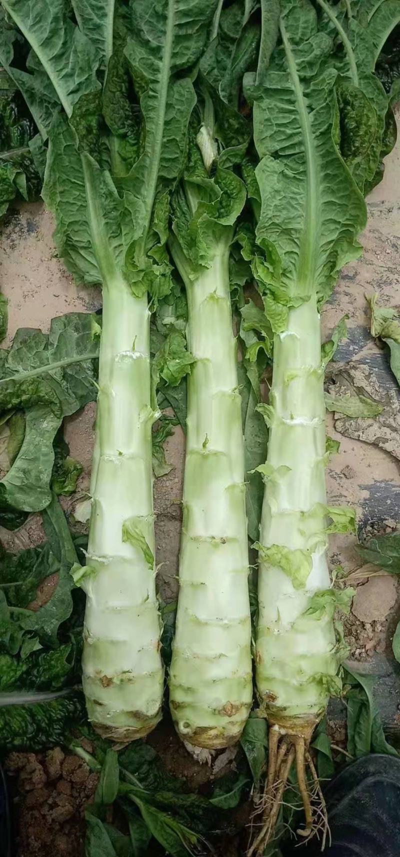 定西高原夏菜