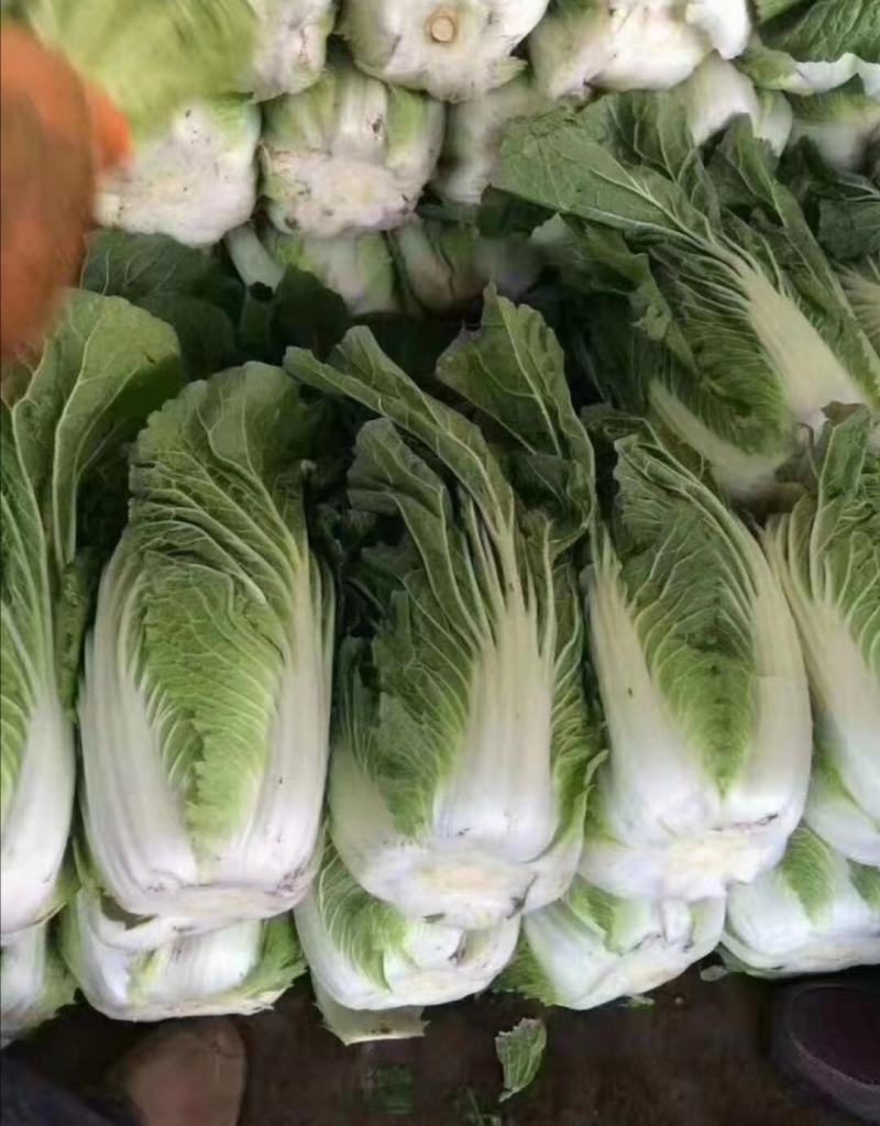 定西高原夏菜