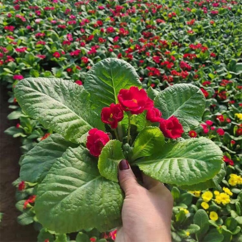 报春花基地一手货源产地直发大量供应