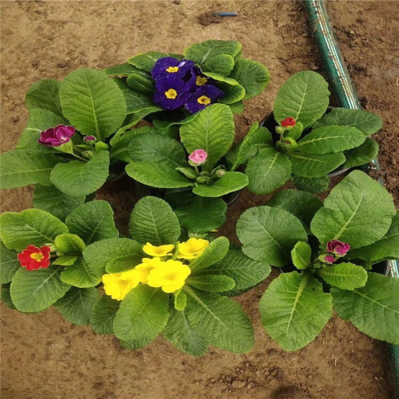 报春花基地一手货源产地直发大量供应