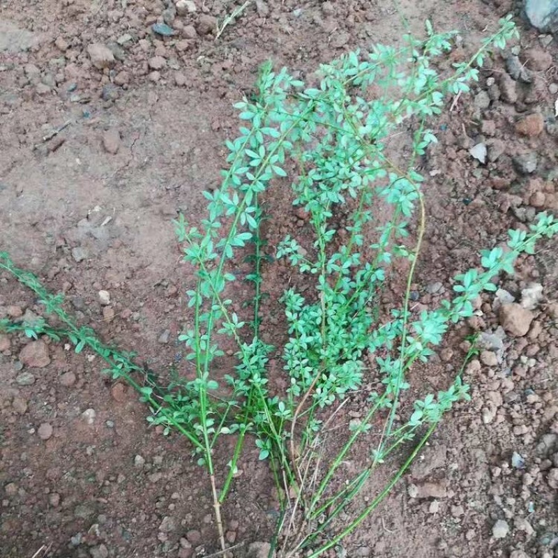 迎春基地迎春花产地批发迎春营养杯供应
