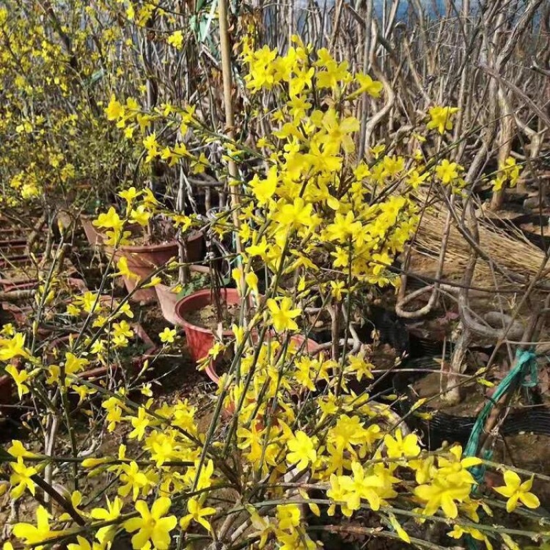 迎春基地迎春花产地批发迎春营养杯供应