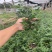 迎春基地迎春花产地批发迎春营养杯供应