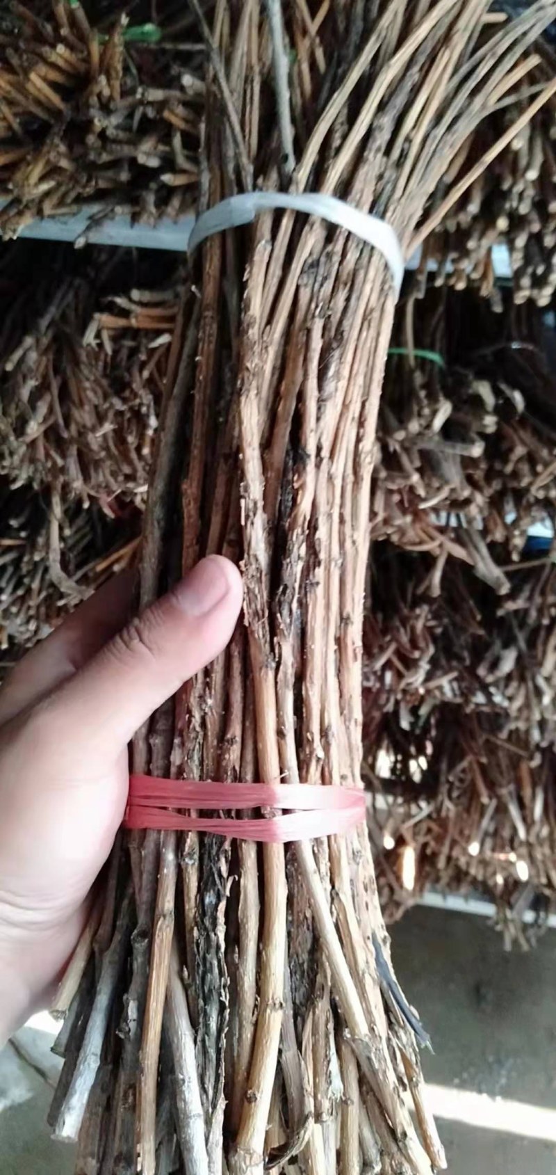 专业做孵化，金蝉卵枝种苗杨树卵枝条