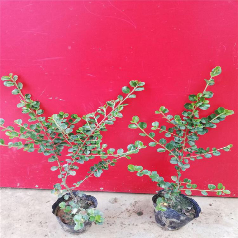 平枝荀子，精品苗，基地直发，大量供应批发