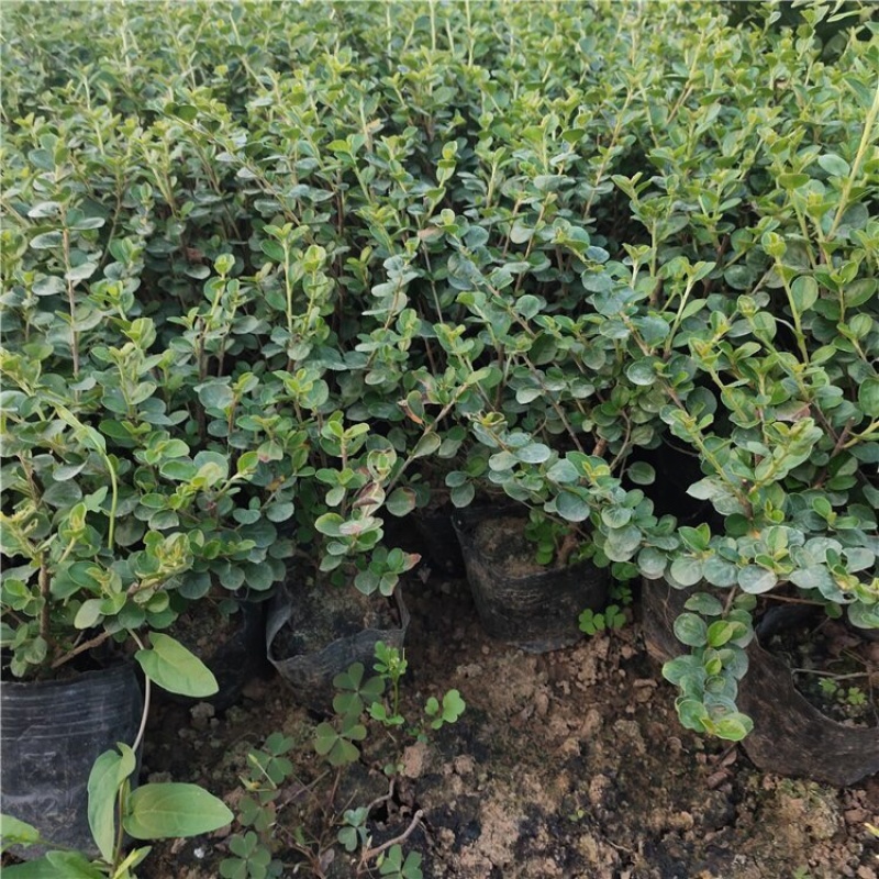 平枝荀子，精品苗，基地直发，大量供应批发