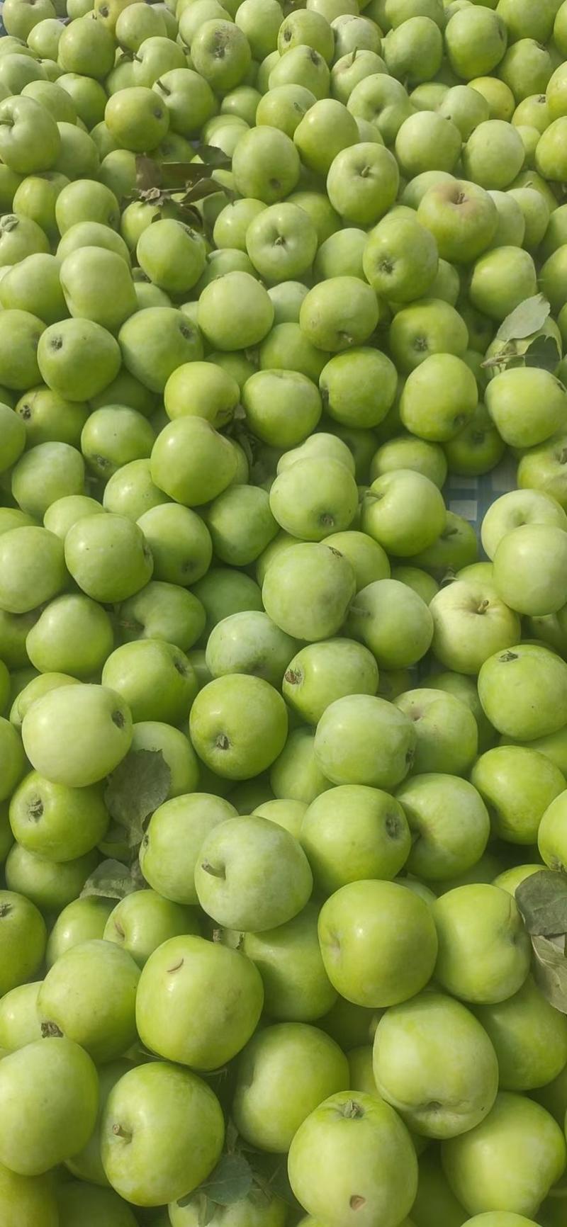 早熟苹果晨阳大量供应，质量保证，价格便宜，量大价优