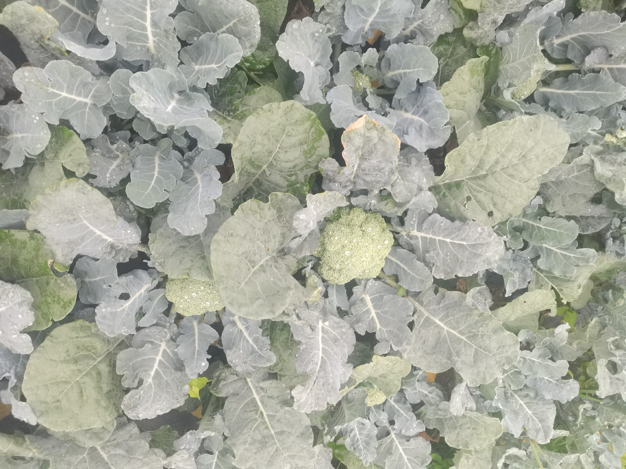 甜杆西兰花植株展示