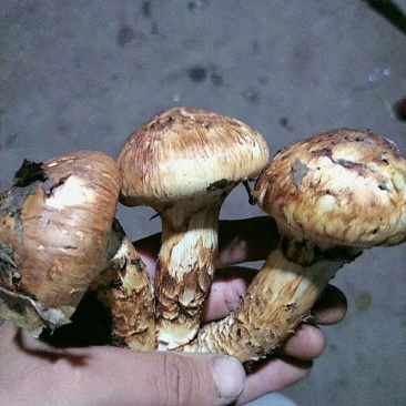 秦岭产区季节性松茸菌菌子干货鲜货供应