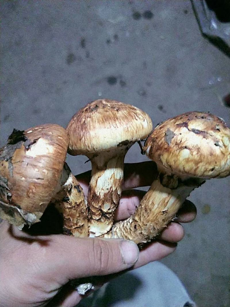 秦岭产区季节性松茸菌菌子干货鲜货供应