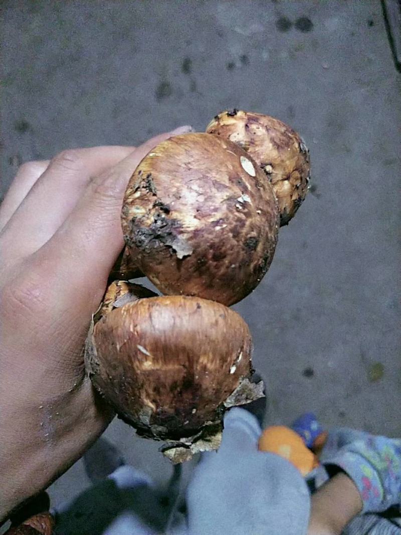 秦岭产区季节性松茸菌菌子干货鲜货供应