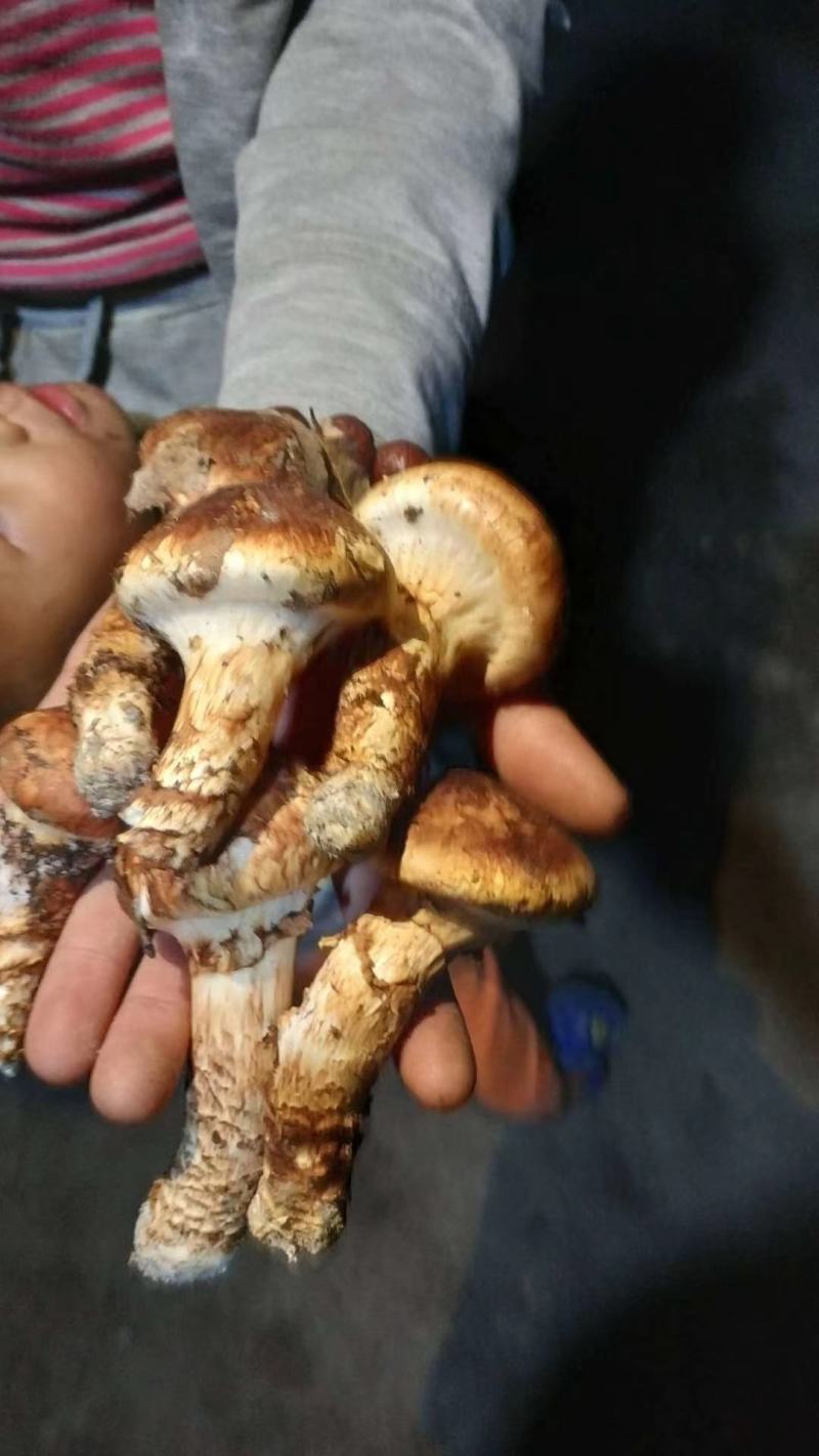 秦岭产区季节性松茸菌菌子干货鲜货供应