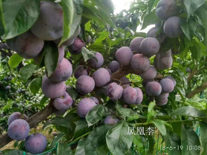 河南李子五月脆李凤凰李李子蜂糖李子货源充足支持电商