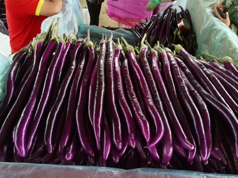 兰陵县红线茄大棚种植质量好大量上市蔬菜产地