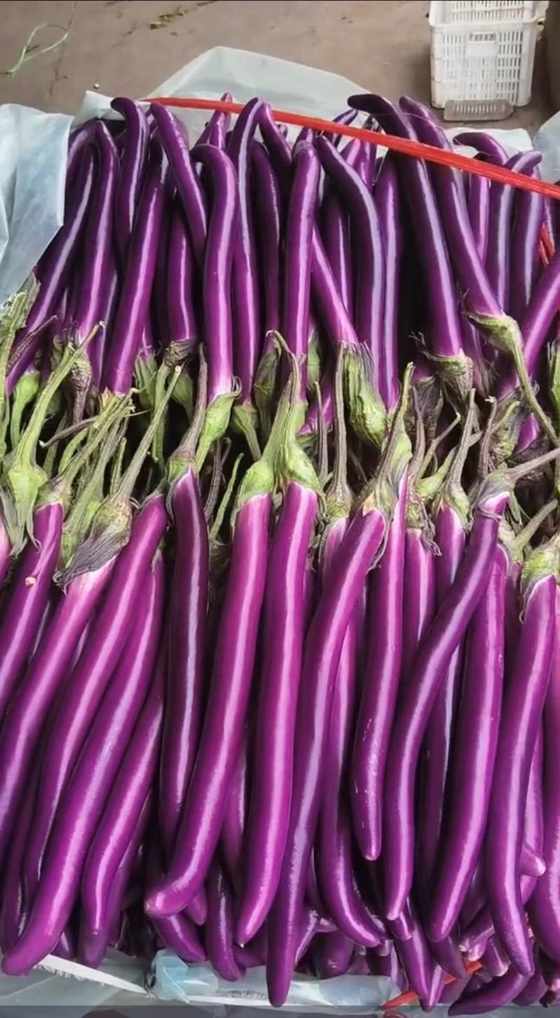 兰陵县红线茄大棚种植质量好大量上市蔬菜产地