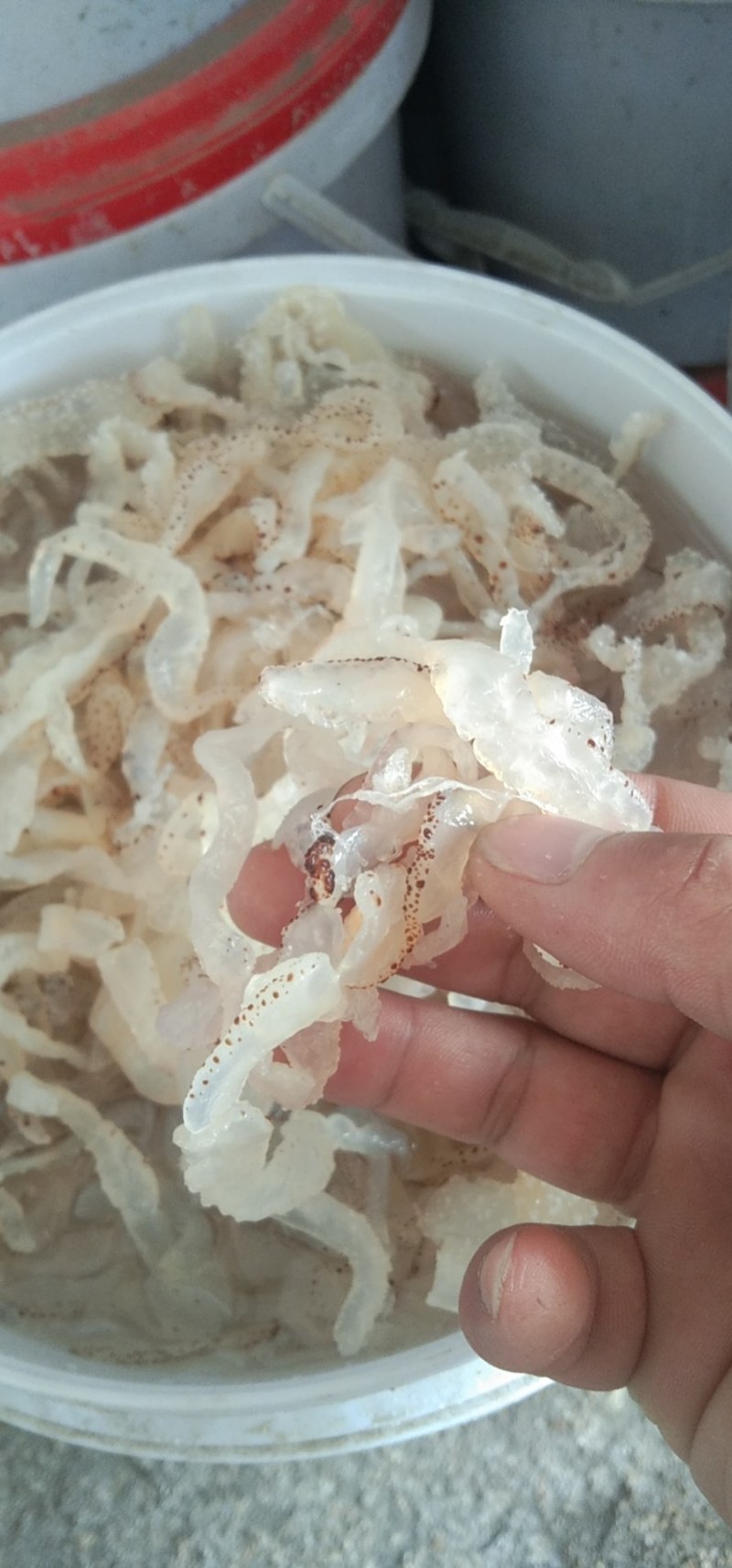 海蜇丝！干度足干！色泽漂亮！电商实体都合适！