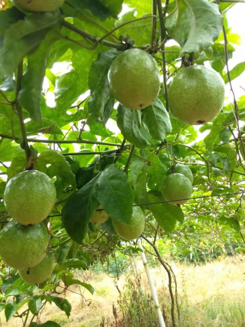 黄金果大果