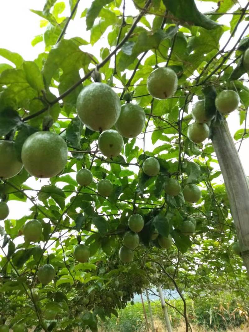 黄金果大果