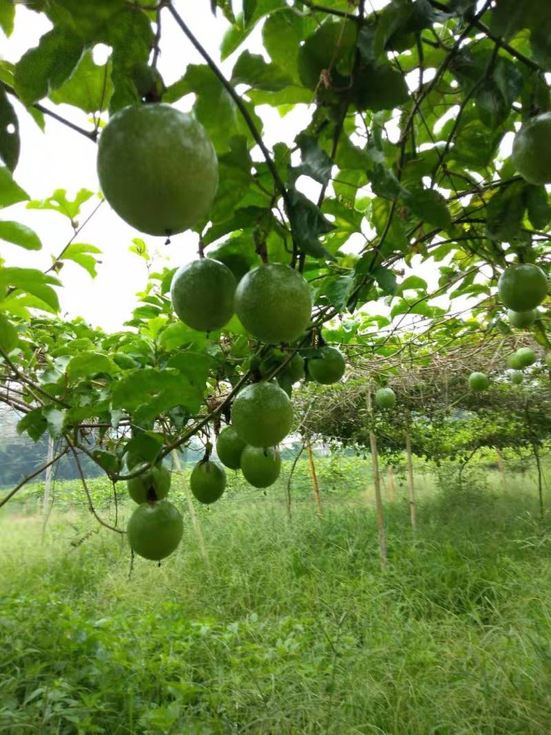 黄金果大果