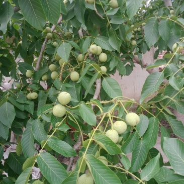 青皮核桃大量供应，基地发货，需要的老板联系