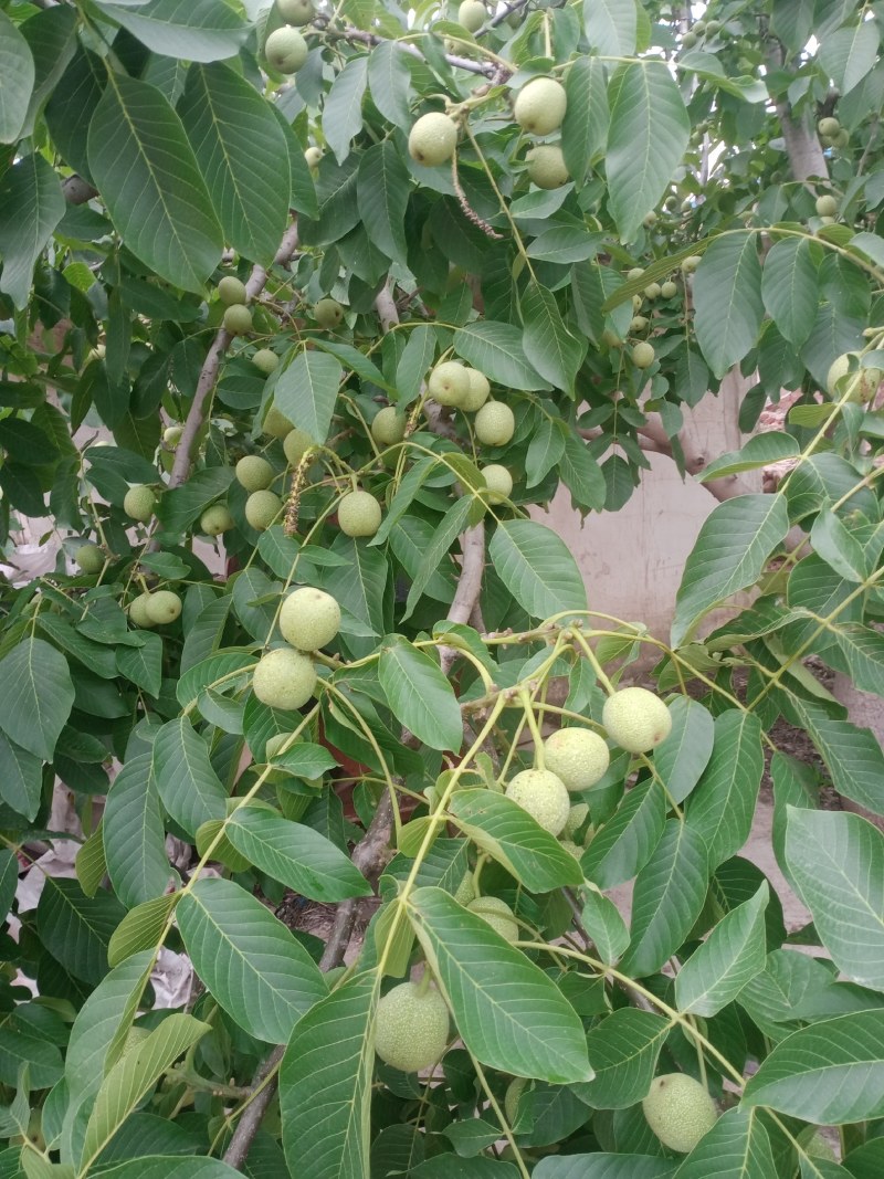 青皮核桃大量供应，基地发货，需要的老板联系