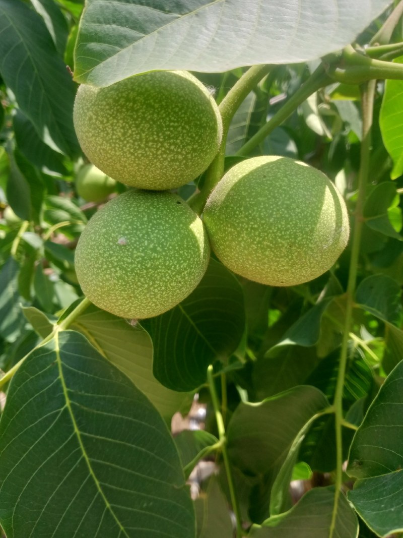 青皮核桃大量供应，基地发货，需要的老板联系