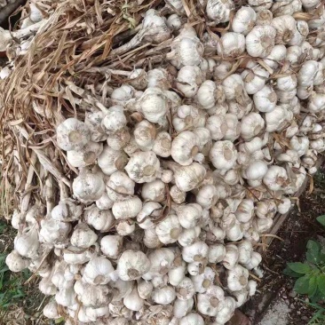 山东狗牙子大蒜质优量大欢迎采购