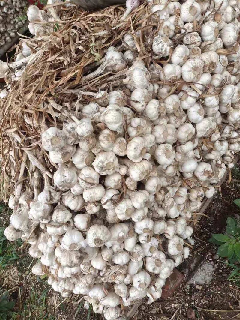 山东狗牙子大蒜质优量大欢迎采购