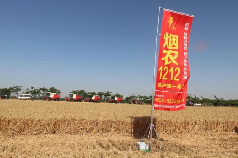 优质高产小麦品种烟农1212，又创新高，847.1公斤，