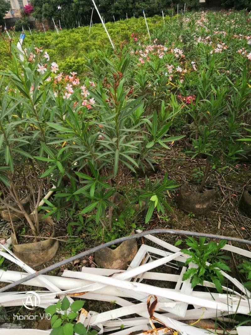 绿化苗木夹竹桃各种规格基地大量现货，欢迎各位客户咨询