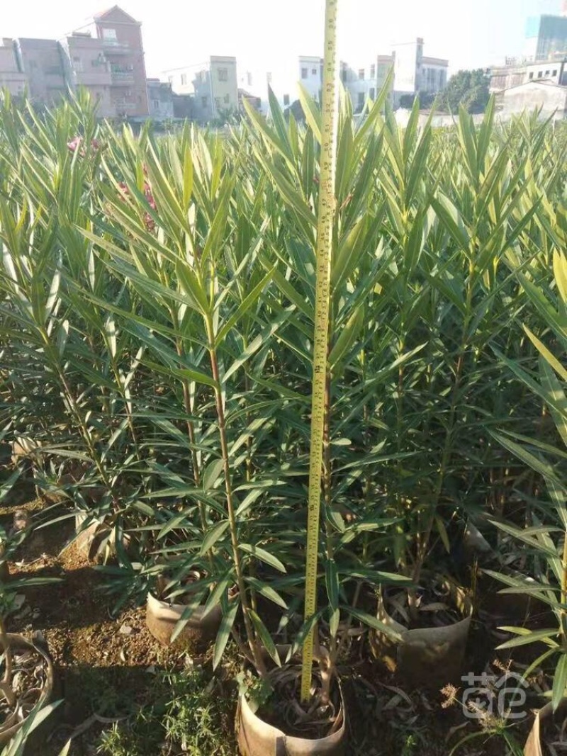 绿化苗木夹竹桃各种规格基地大量现货，欢迎各位客户咨询