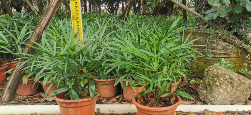 绿化苗木夹竹桃各种规格基地大量现货，欢迎各位客户咨询