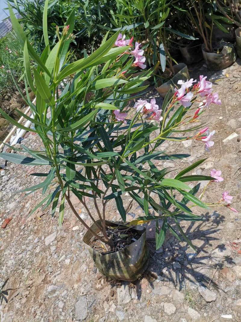 绿化苗木夹竹桃各种规格基地大量现货，欢迎各位客户咨询