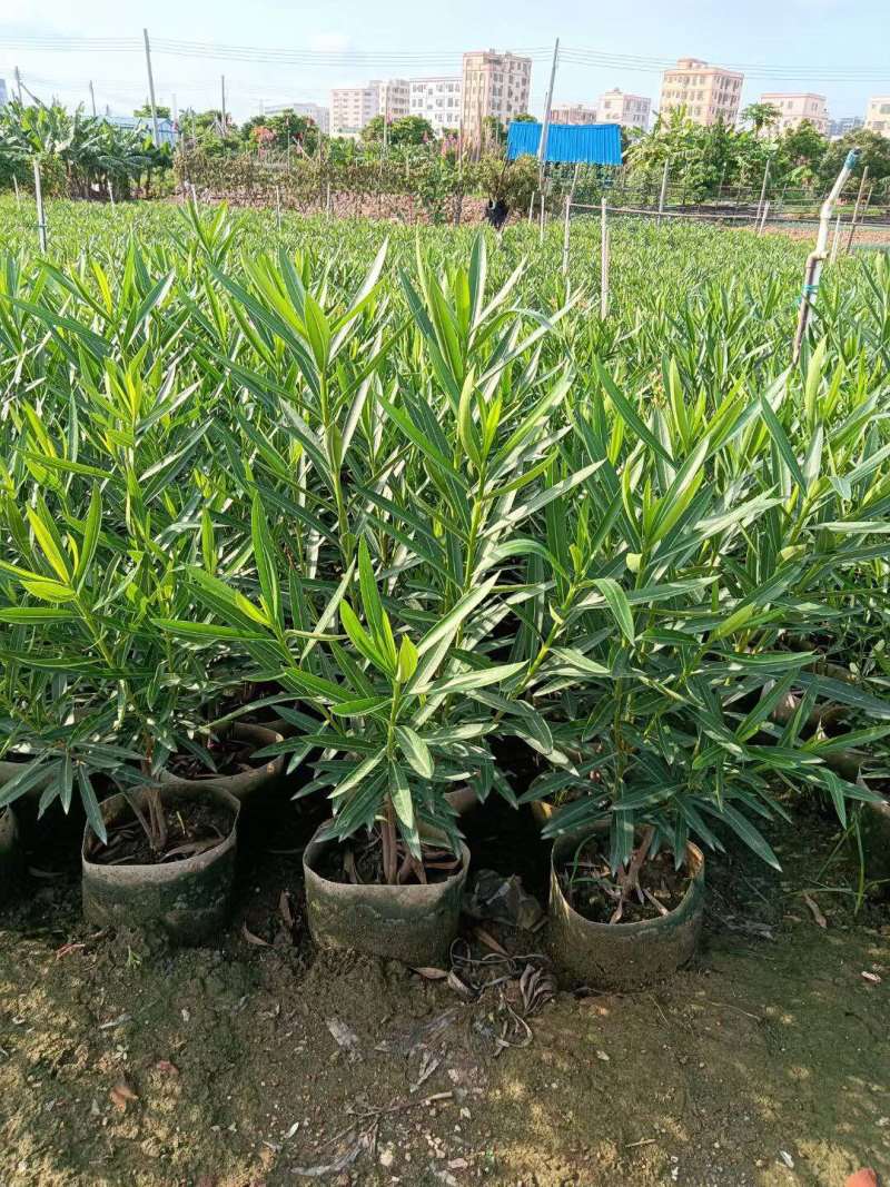 绿化苗木夹竹桃各种规格基地大量现货，欢迎各位客户咨询