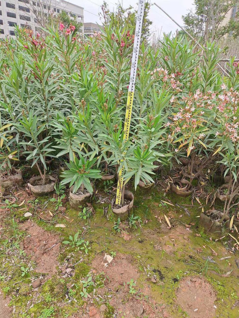 绿化苗木夹竹桃各种规格基地大量现货，欢迎各位客户咨询