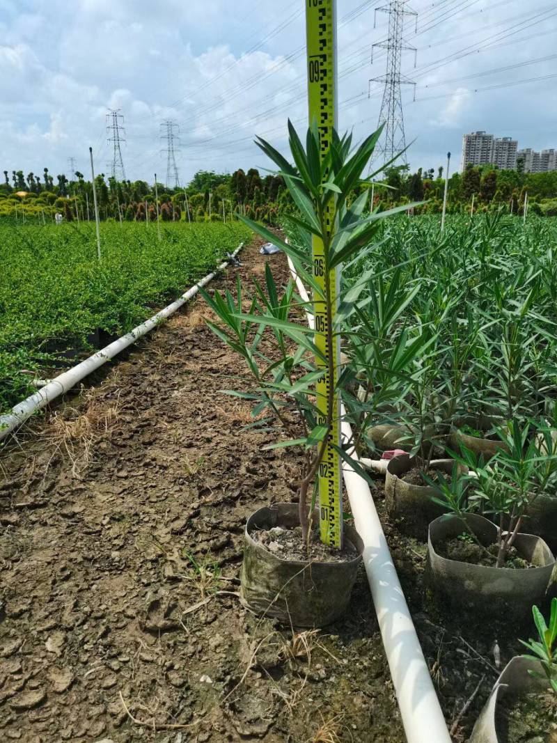 绿化苗木夹竹桃各种规格基地大量现货，欢迎各位客户咨询