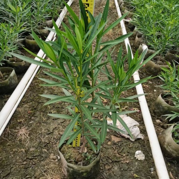 绿化苗木夹竹桃各种规格基地大量现货，欢迎各位客户咨询