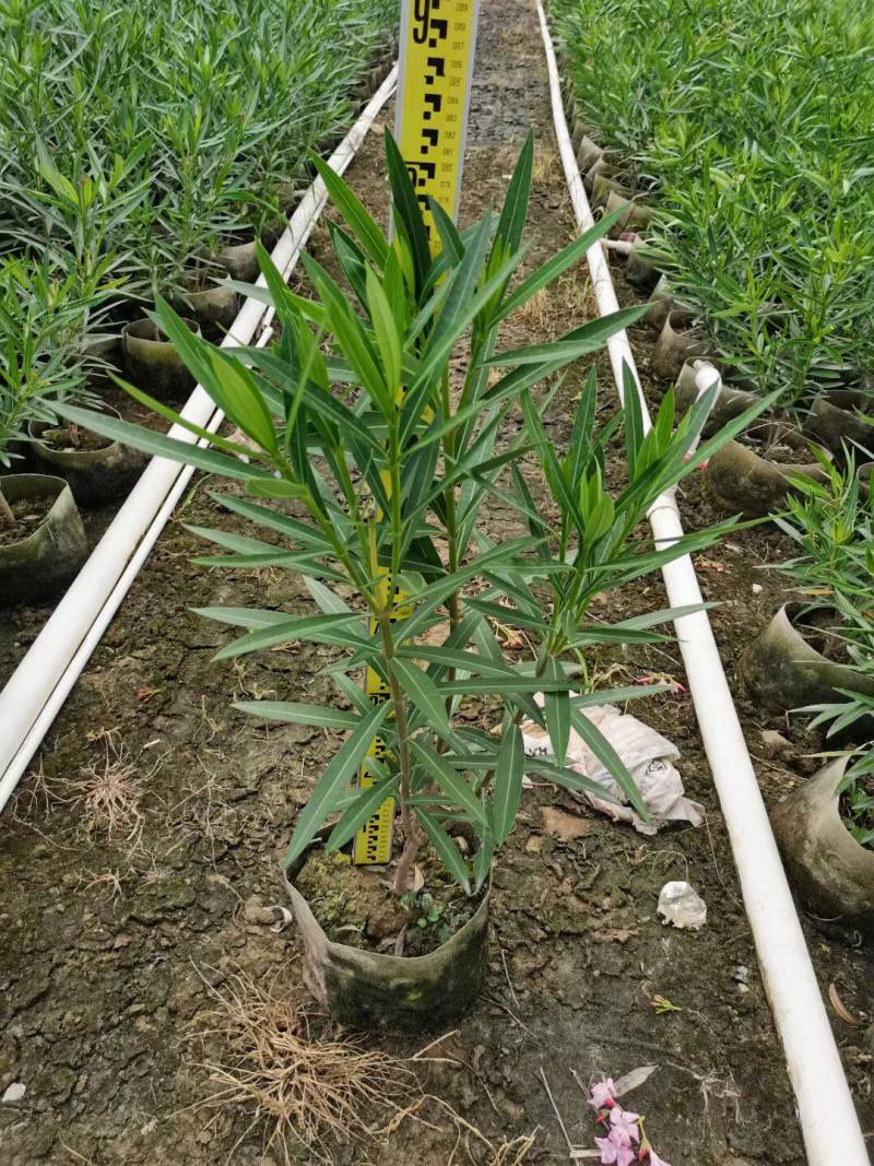 绿化苗木夹竹桃各种规格基地大量现货，欢迎各位客户咨询