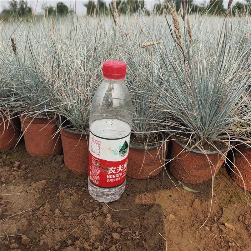 蓝冰麦，精品蓝冰麦，观赏草，基地直发，大量供应