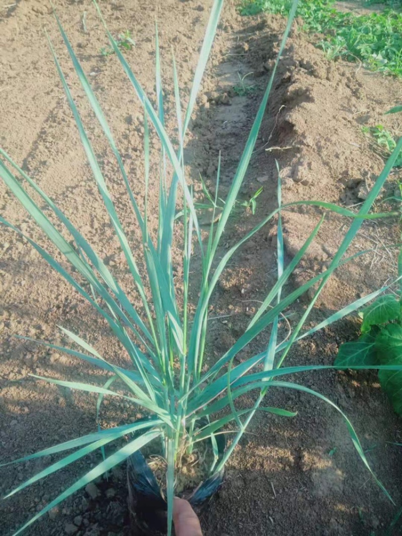 蓝冰麦，精品蓝冰麦，观赏草，基地直发，大量供应