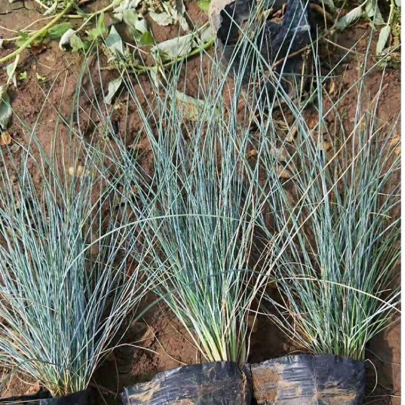 蓝冰麦，精品蓝冰麦，观赏草，基地直发，大量供应