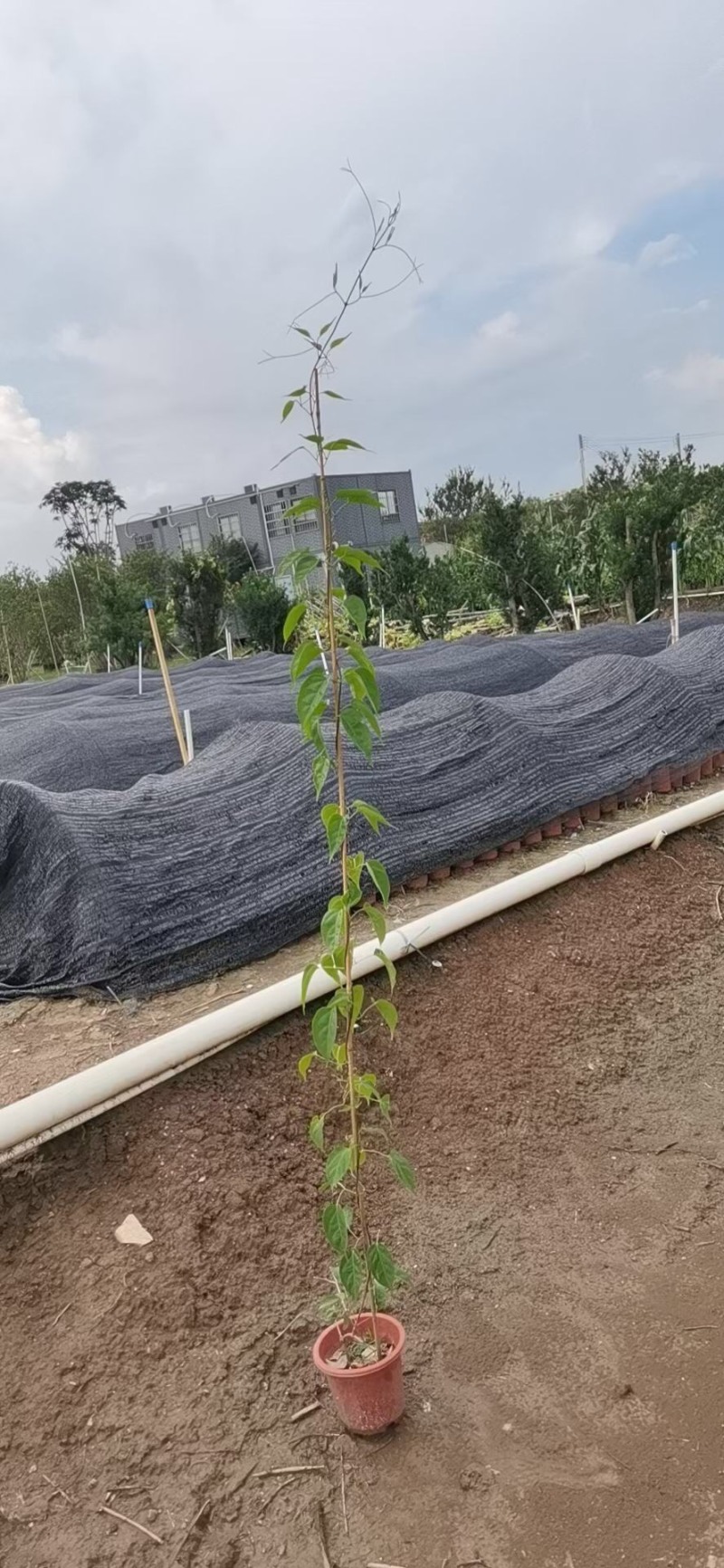 炮仗花小杯苗盘苗各种规格基地大量现货，欢迎各位客户咨询