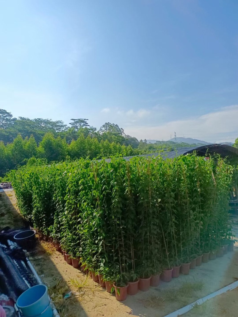炮仗花小杯苗盘苗各种规格基地大量现货，欢迎各位客户咨询