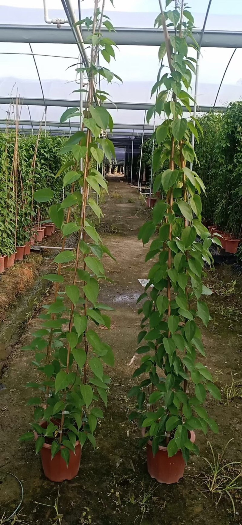 炮仗花小杯苗盘苗各种规格基地大量现货，欢迎各位客户咨询