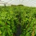炮仗花小杯苗盘苗各种规格基地大量现货，欢迎各位客户咨询