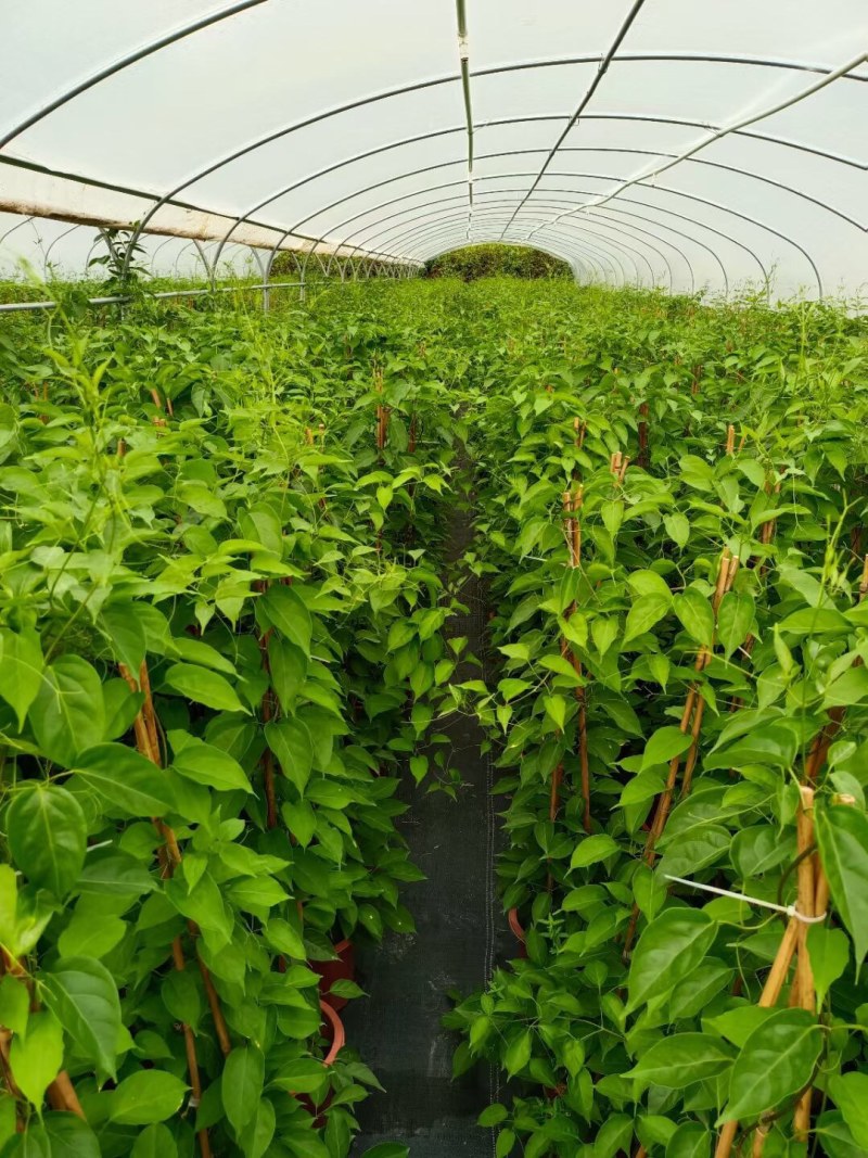 炮仗花小杯苗盘苗各种规格基地大量现货，欢迎各位客户咨询