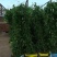 炮仗花小杯苗盘苗各种规格基地大量现货，欢迎各位客户咨询