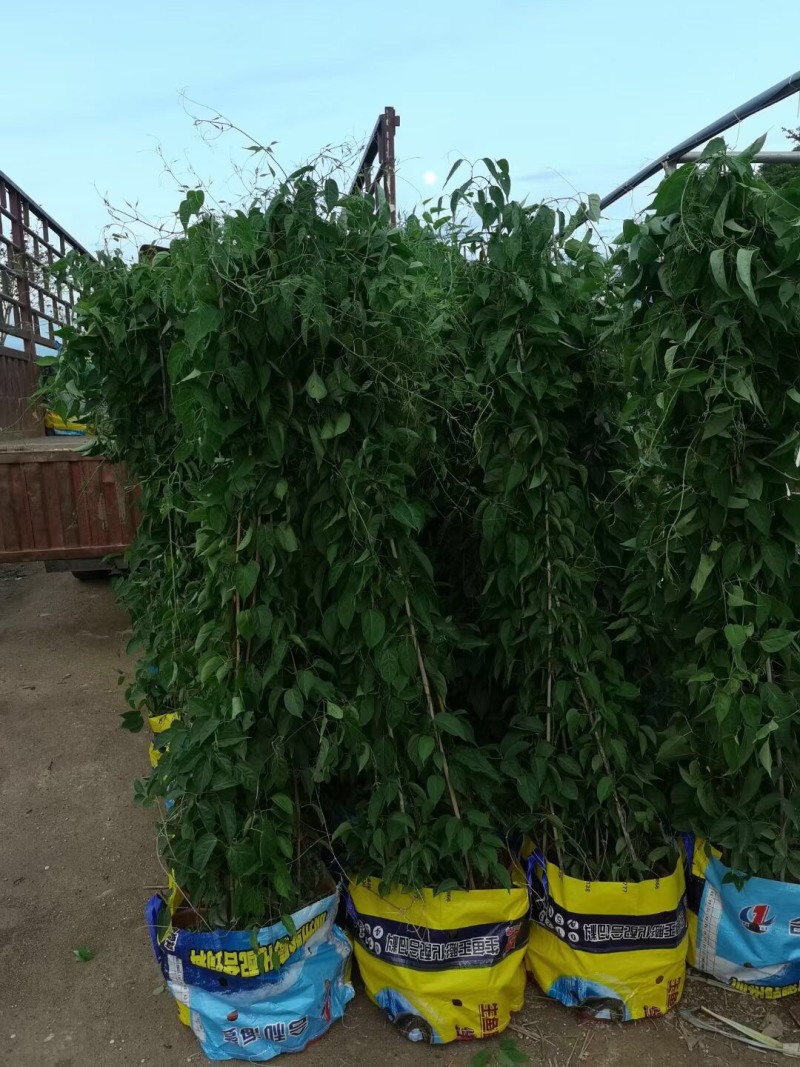 炮仗花小杯苗盘苗各种规格基地大量现货，欢迎各位客户咨询